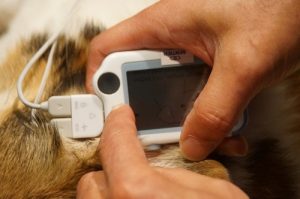 monitor portatil para cirugias de animales